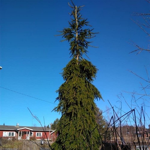 Picea abies 'Kuivanto Weeping' - Harilik kuusk 'Kuivanto Weeping' C5/5L
